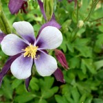 Columbine