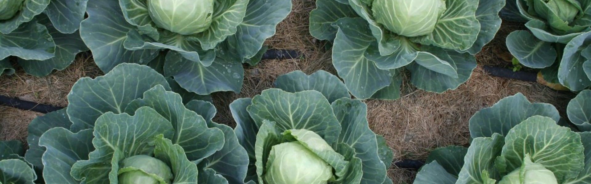 Cabbages Slider